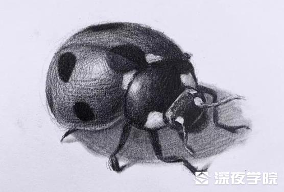 素描动物教程:七星瓢虫的画法