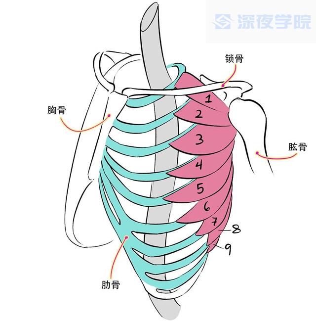 这块肌肉的形状像一把扇子